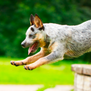 Unraveling the Unmatched Spirit of the Australian cattle dog news
