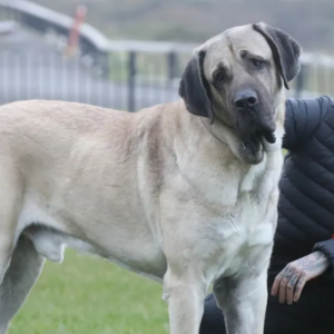 Unleashing the Beast: Exploring the World of 250 lb Dog Fox News