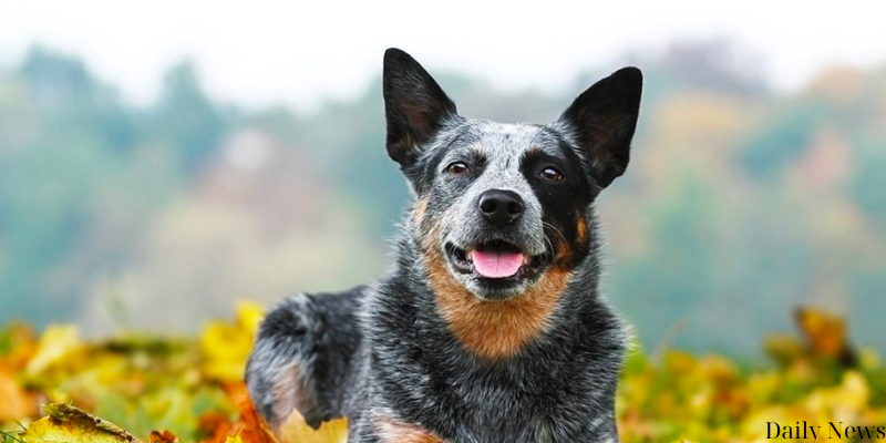 Unmatched Spirit of the Australian cattle dog news