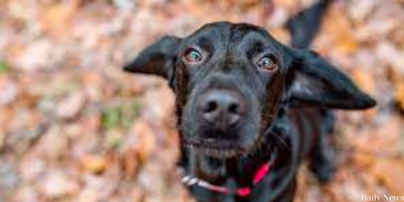 The Inspiring Work of Black Dog Animal Rescue News