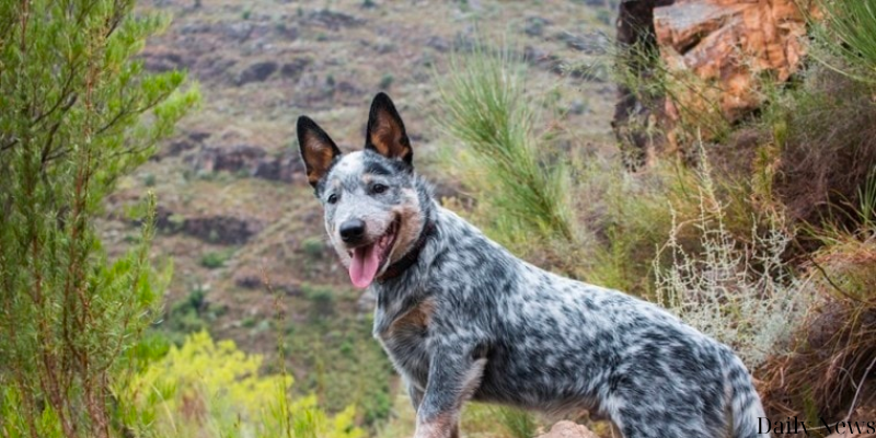 Unmatched Spirit of the Australian cattle dog news