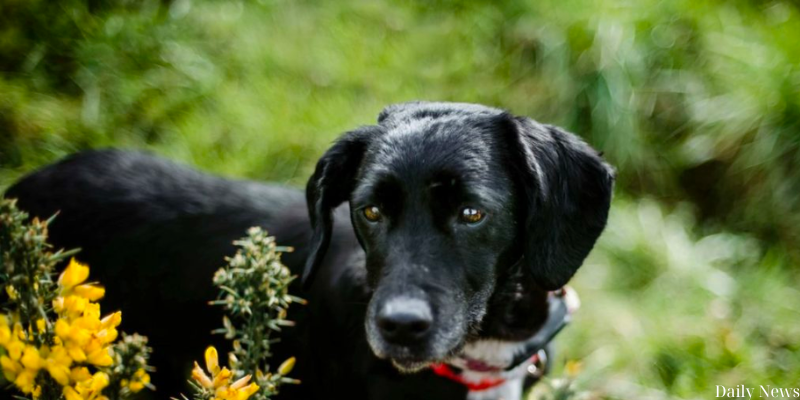 The Inspiring Work of Black Dog Animal Rescue News