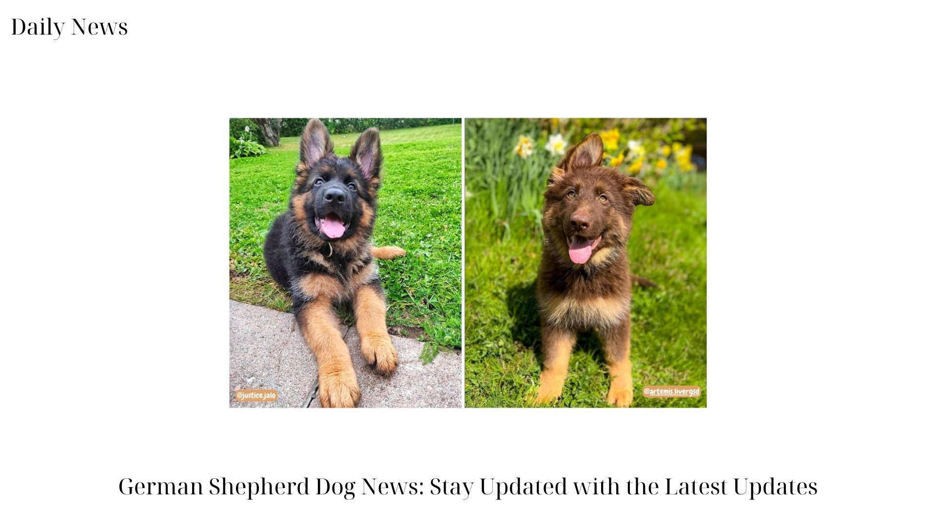 German Shepherd Dog News Stay Updated with the Latest Updates
