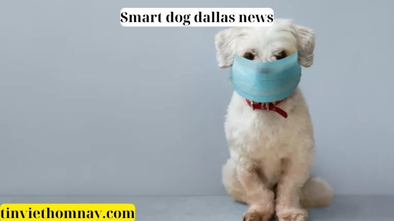 smart dog dallas news 