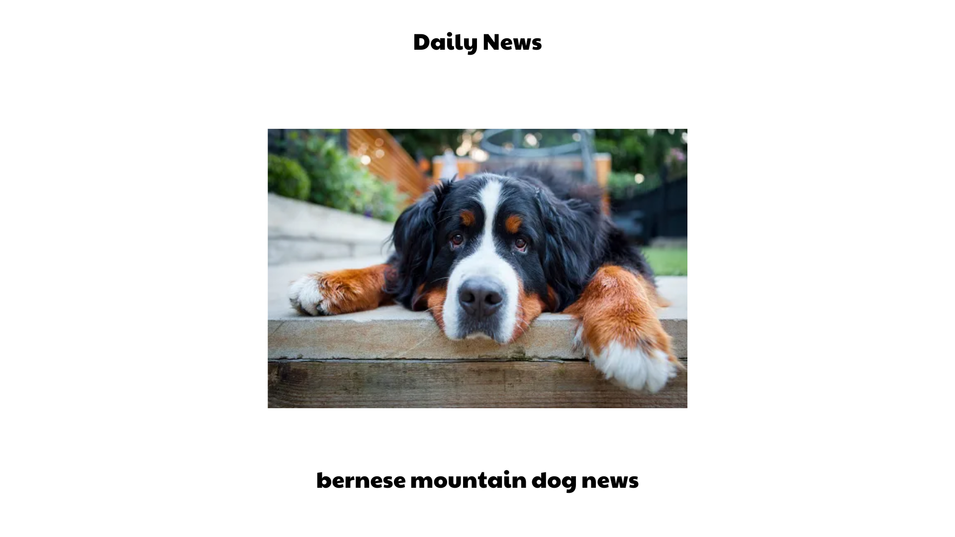 bernese mountain dog news (1)