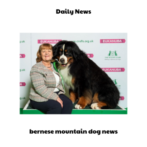 bernese mountain dog news (1)