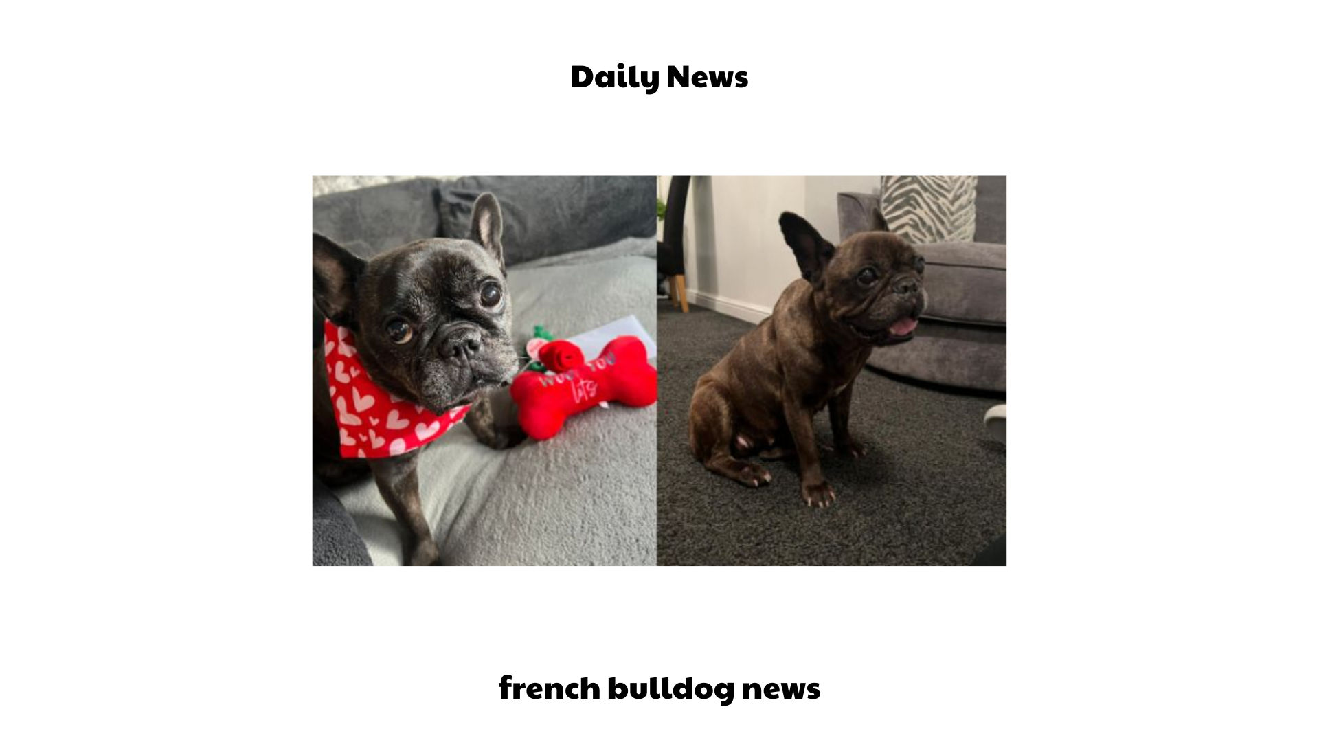 french bulldog news