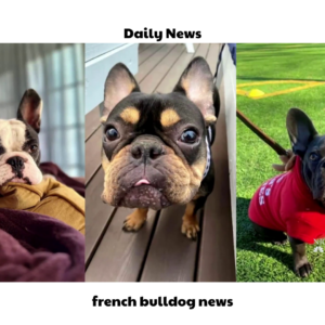 french bulldog news